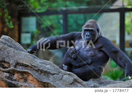 ゴリラの親子 1778477