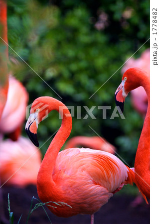 ベニイロフラミンゴ 1778482