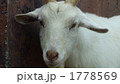 1778569