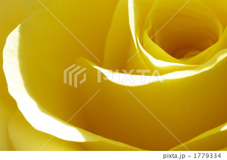 黄色、優雅なり 黄色、優雅なり 1779334