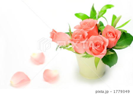 薔薇 1779349
