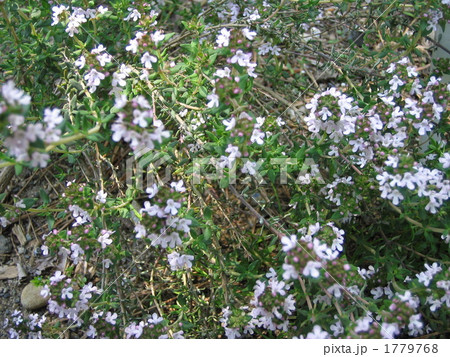 タチジャコウソウ 1779768