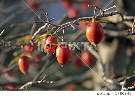 姫柿 1780349