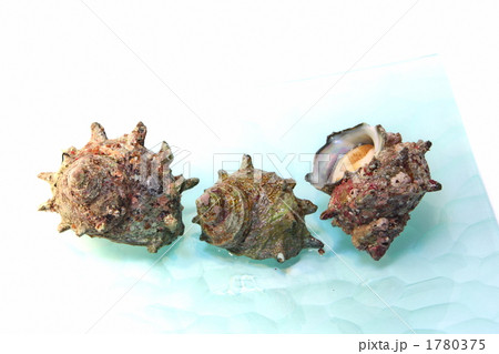 サザエ サザエ 1780375