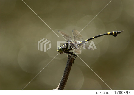タイワンウチワヤンマ タイワンウチワヤンマ 1780398