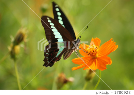 キバナコスモスの蜜を漁るアオスジアゲハ キバナコスモスの蜜を漁るアオスジアゲハ 1780928