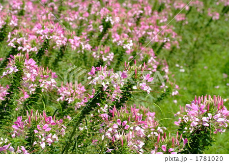 クレオメの花畑 クレオメの花畑 1781020