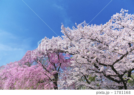 桜 1781168