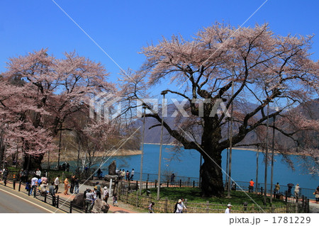 飛騨高山 満開の荘川桜 飛騨高山 満開の荘川桜 1781229