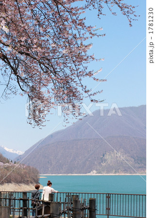 飛騨高山　荘川桜と御母衣湖 1781230