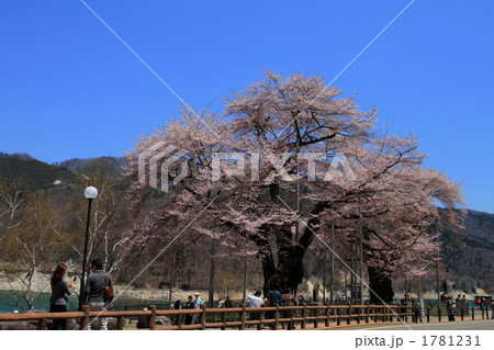 飛騨高山 満開の荘川桜 飛騨高山 満開の荘川桜 1781231