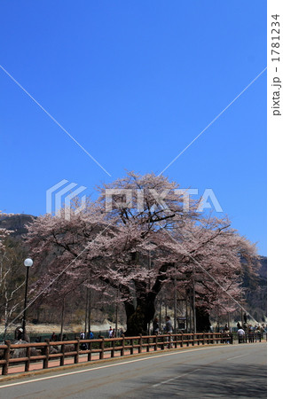 飛騨高山 満開の荘川桜 飛騨高山 満開の荘川桜 1781234