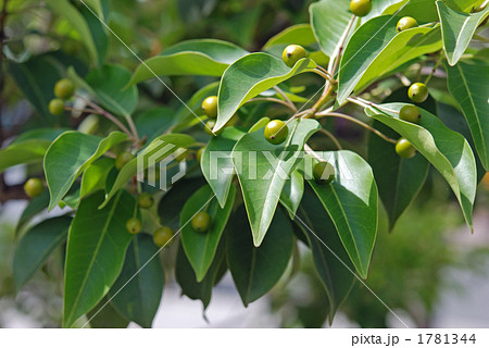 樹木・ソヨゴ モチノキ科 樹木・ソヨゴ モチノキ科 1781344