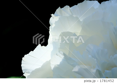 ぼたんの花びら 1781452