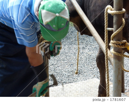 牛の爪切り 1781607