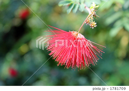 合歓の花 1781709