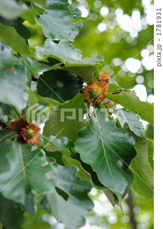 樹木・カシワ　ブナ科 1781931