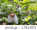 綿 1781955