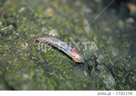 軟体動物・ナメクジ　コウラナメクジ科 1782156