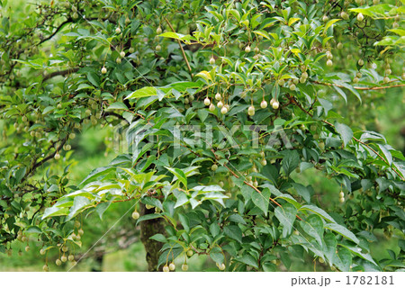 樹木・エゴノキ　エゴノキ科 1782181