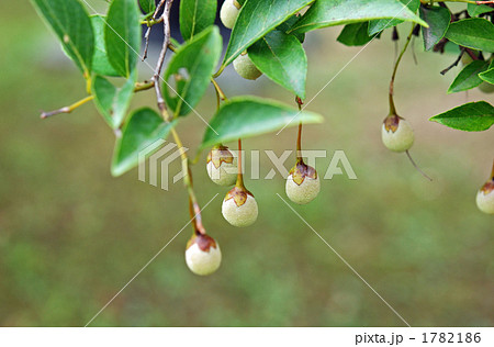 樹木・エゴノキ エゴノキ科 樹木・エゴノキ エゴノキ科 1782186