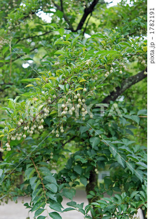 樹木・エゴノキ　エゴノキ科 1782191