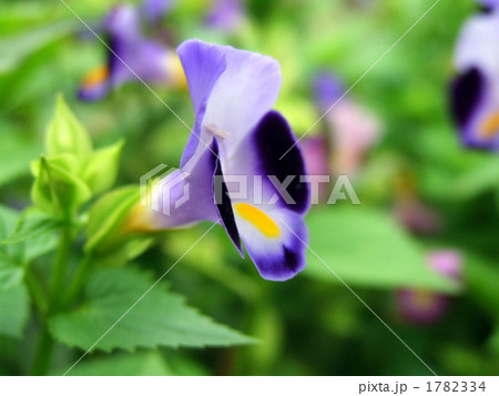 紫色の夏すみれ 1782334
