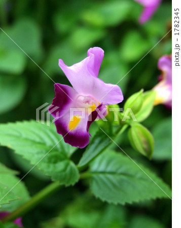 桃色の夏すみれ<縦> 桃色の夏すみれ<縦> 1782345