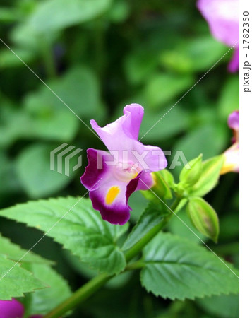 桃色の夏すみれ＜縦大＞ 1782350