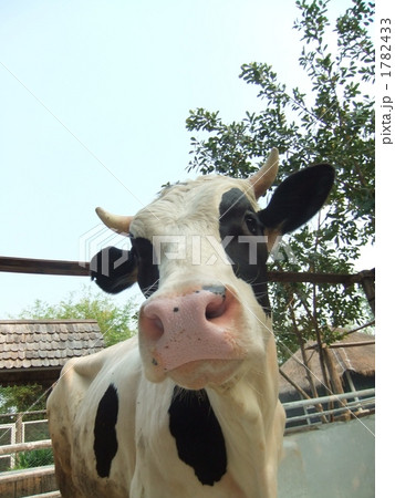 cow cow 1782433