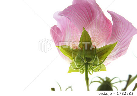 フヨウの花 1782533