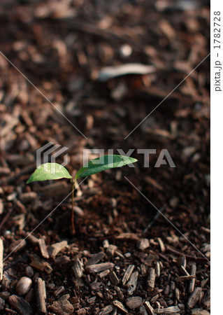 土の中から生まれてきた双葉 土の中から生まれてきた双葉 1782728