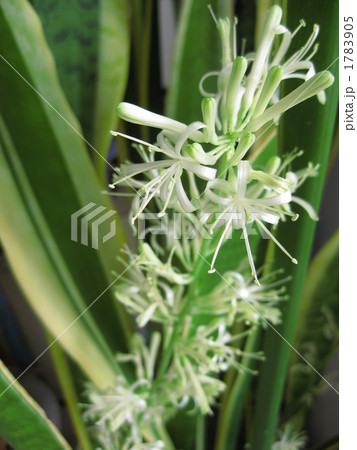 サンスベリアの花 サンスベリアの花 1783905