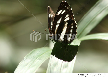 コミスジ 1784408