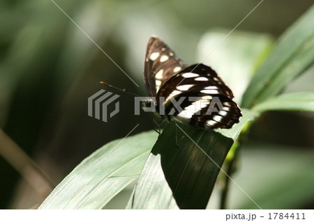 コミスジ 1784411