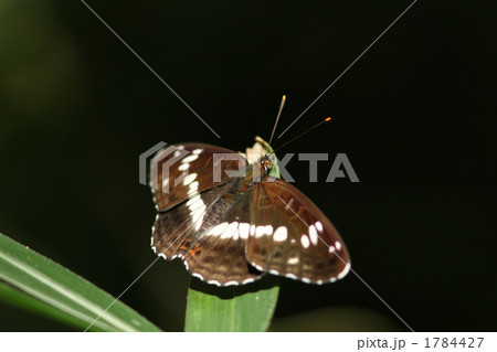 イチモンジチョウ イチモンジチョウ 1784427