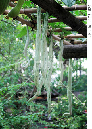 ヘビウリ ヘビウリ 1784626