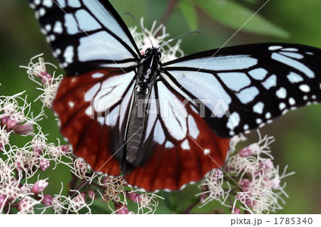 アサギマダラ蝶 アサギマダラ蝶 1785340