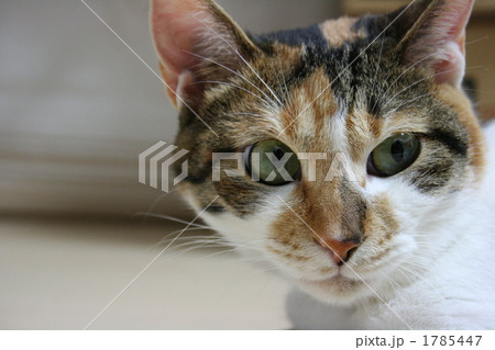 ホームズ　アップ 1785447