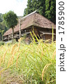 かやぶき古民家　秋の収穫 1785900