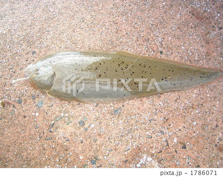 したびらめ 1786071