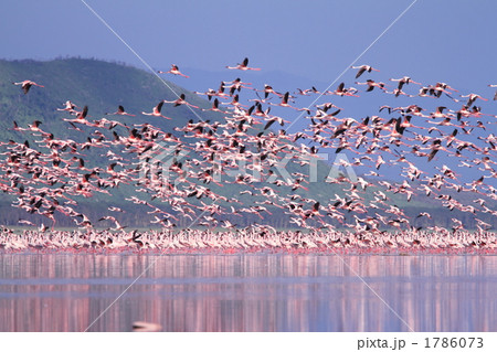 ケニア　野生のフラミンゴの大群 1786073