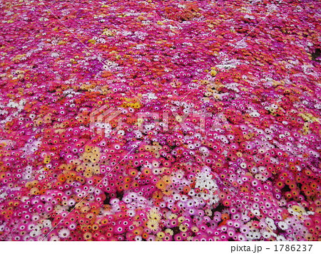 ガーベラの花畑の写真素材