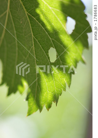 穴のあいたブドウの葉っぱ 1786683