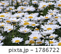 デイジーの花畑 1786722