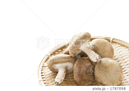 生椎茸 1787098