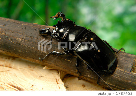タランドゥスオオツヤクワガタ 1787452