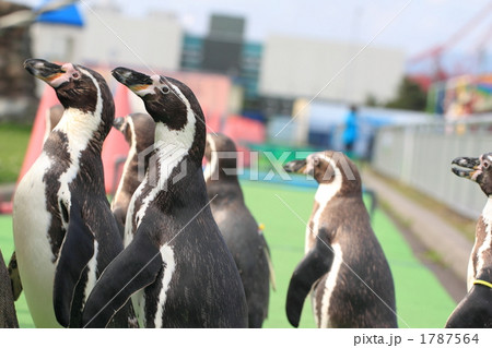 フンボルトペンギン 1787564