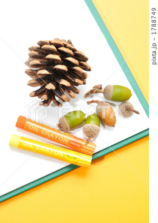 ドングリ、コロコロ。 1788749