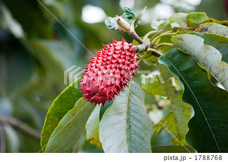 朴の木の赤い実 朴の木の赤い実 1788768